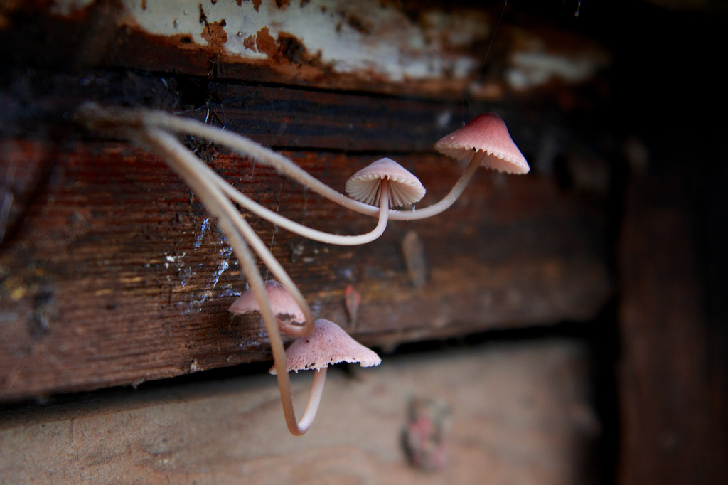 Growing Mushrooms by kwind