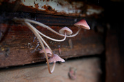 22nd Jan 2013 - Growing Mushrooms
