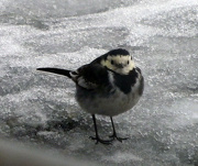 22nd Jan 2013 - pied wagtail