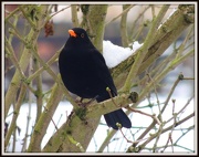 23rd Jan 2013 - Hello Blackbird