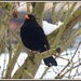 Hello Blackbird by rosiekind