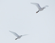 23rd Jan 2013 - Egrets in flight