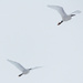 Egrets in flight by judithg