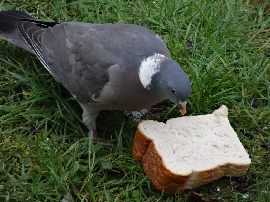 Pigeon sandwich - 23-1 by barrowlane