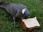 23rd Jan 2013 - Pigeon sandwich - 23-1