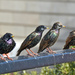 Bird Watchers by lesip