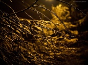 23rd Jan 2013 - branches