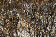 22nd Jan 2013 - Bird in the Bush