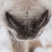 snowy muzzle by jantan