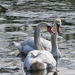 Winter Swans by lstasel