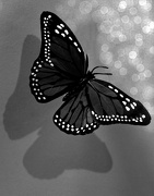 24th Jan 2013 - Butterfly Bokeh