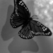 Butterfly Bokeh by digitalrn