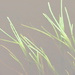 Grass by grammyn