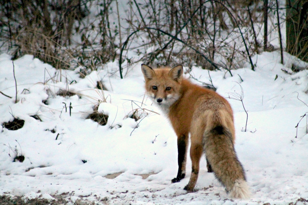 Foxy Lady by lauriehiggins