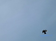 23rd Jan 2013 - skyline pigeon