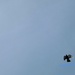 skyline pigeon by summerfield