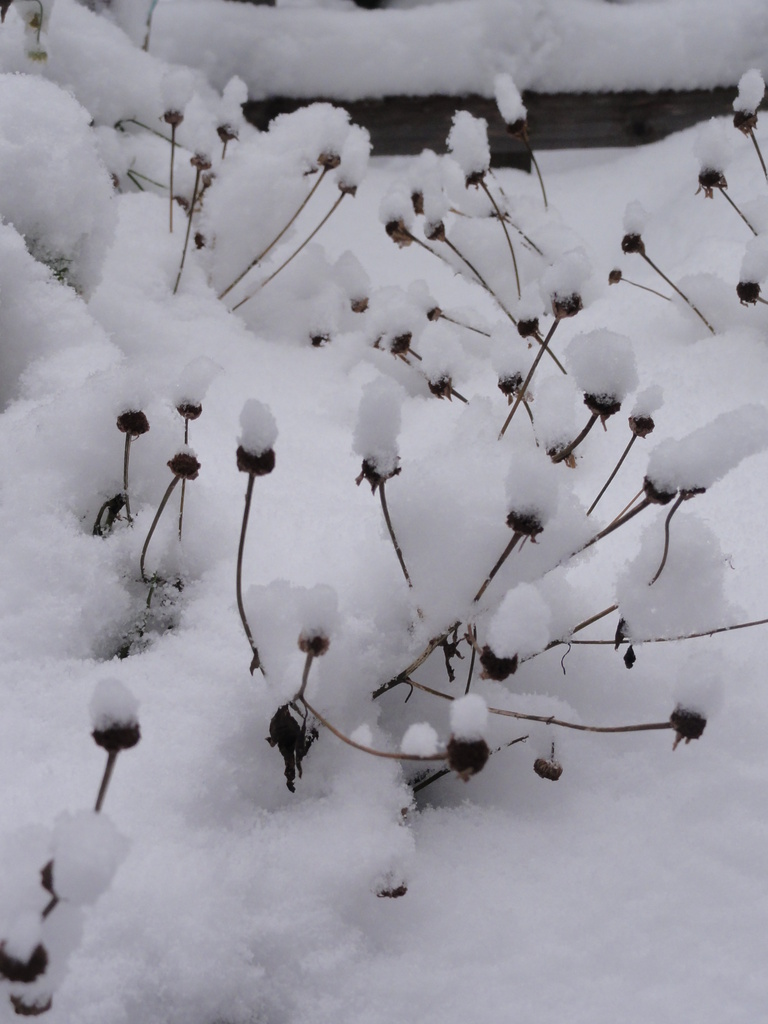 - - - Flower deadheads peering through the snow !! by beryl
