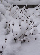 24th Jan 2013 - - - - Flower deadheads peering through the snow !!