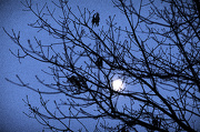24th Jan 2013 - Winter Moon and Branches