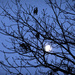Winter Moon and Branches by gardencat