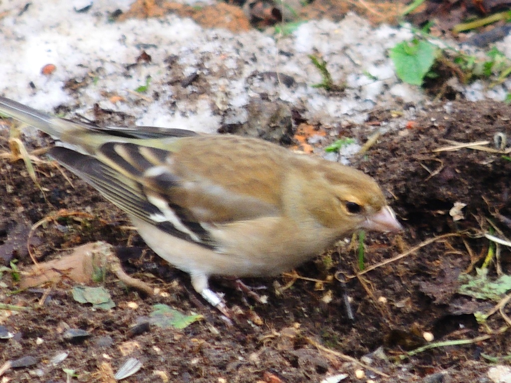 Chaffinch at Priory by rosiekind
