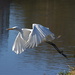 Flight of the Snowy Egret by rob257