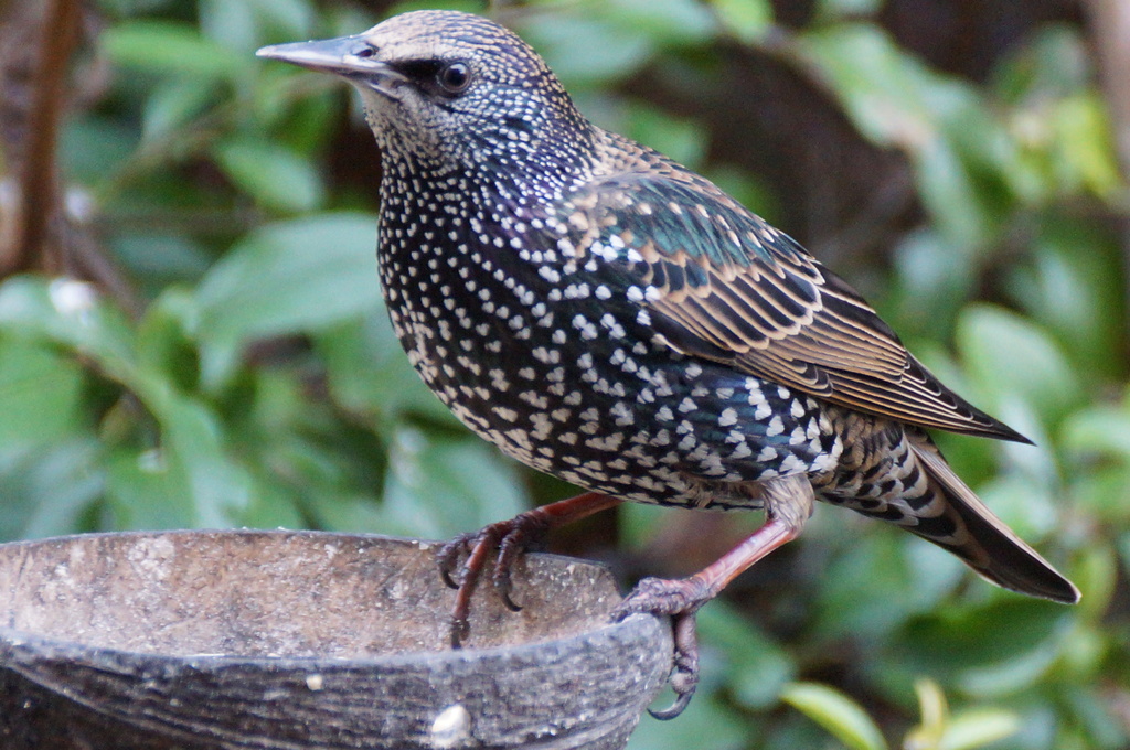 STARVING STARLING  by markp
