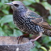 STARVING STARLING  by markp