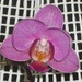 Orchid by rosbush
