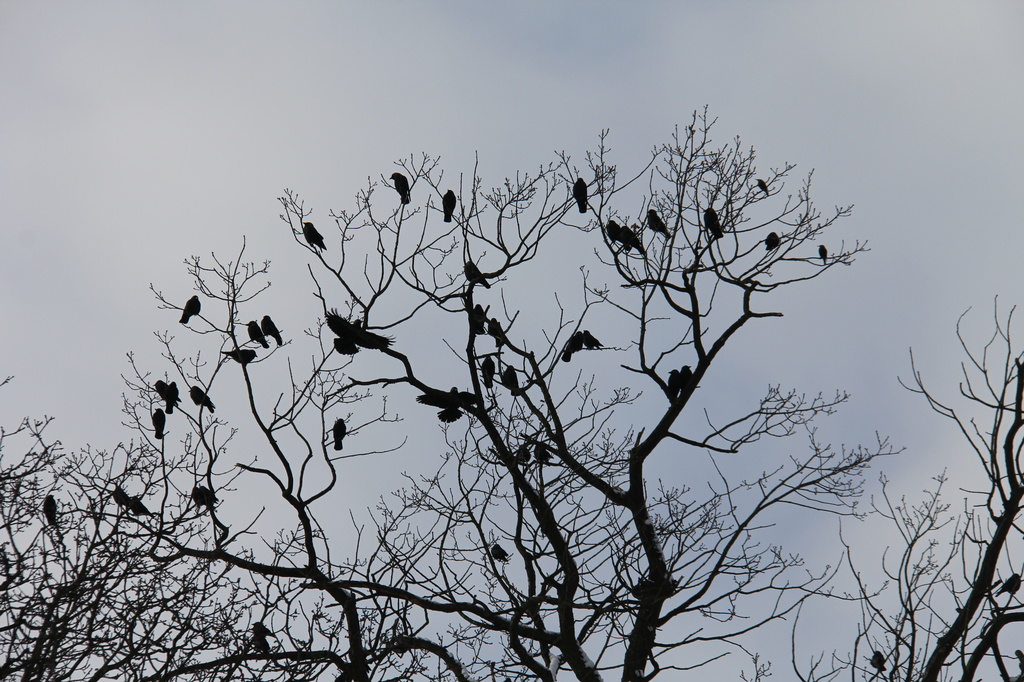 The Liturgy of Crows by daffodill