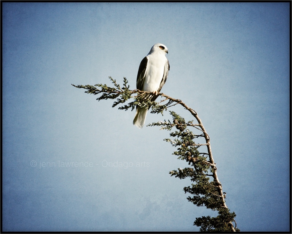 White-tail Kite by aikiuser