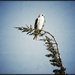 White-tail Kite by aikiuser