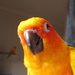 Parrot portraits by alia_801