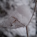 Frozen Fennel.... by snowy