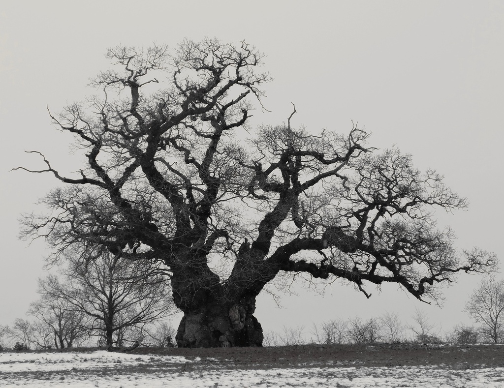 Ancient Pedunculate Oak Tree - 25-1 by barrowlane