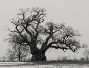 25th Jan 2013 - Ancient Pedunculate Oak Tree - 25-1