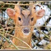 Little Deer by rosiekind
