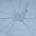 Frosty web by nicoleterheide