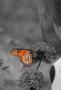25th Jan 2013 - The Butterfly Whisperer