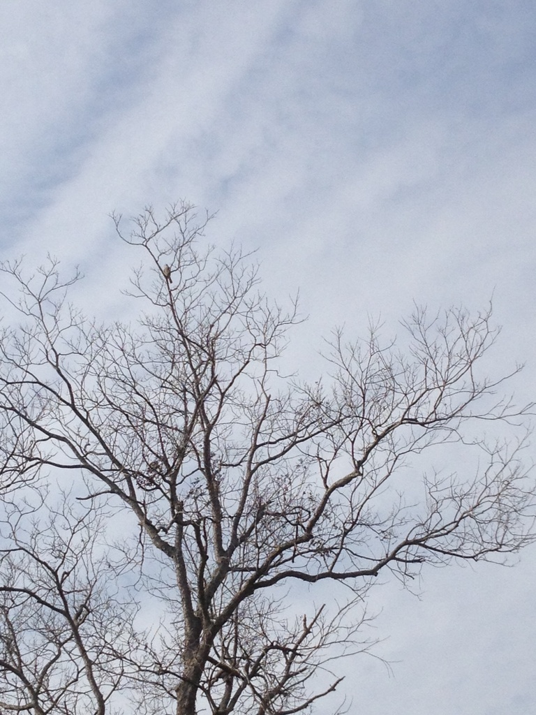 Winter tree, sky and bird by congaree