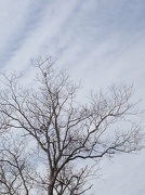 25th Jan 2013 - Winter tree, sky and bird