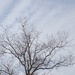 Winter tree, sky and bird by congaree
