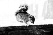 25th Jan 2013 - Looking For Peanuts