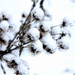 snow blossom by traceywhickerphotography