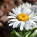 daisy  by lesip