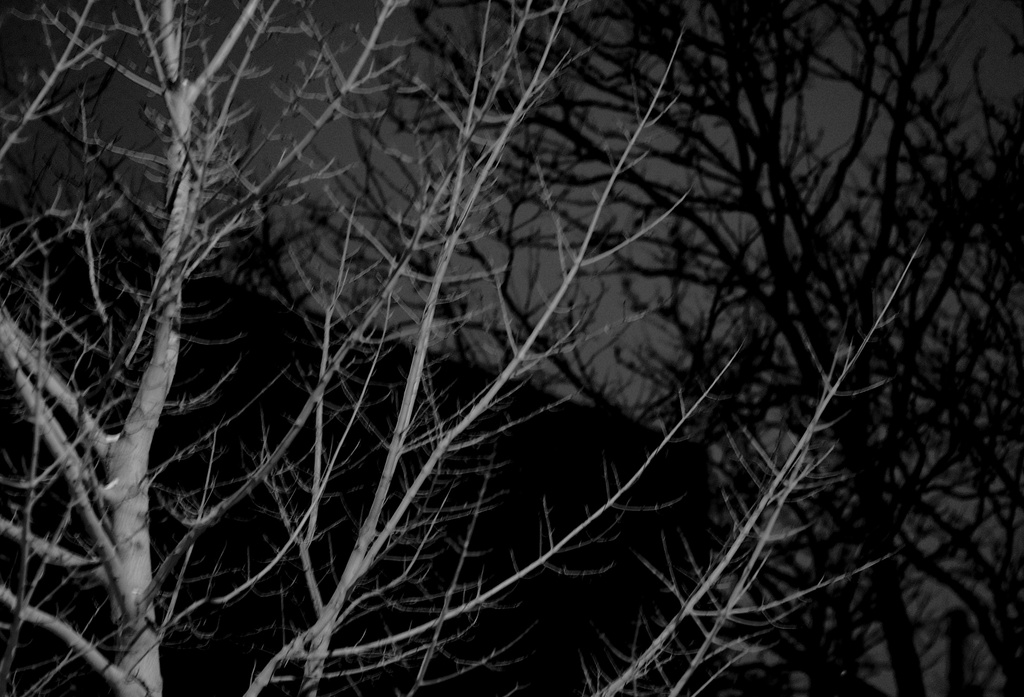 Wintry Night Treetops by taffy