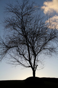 25th Jan 2013 - Tree at sunset