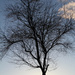 Tree at sunset by whiteswan