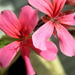 Healthy Blooms by pasadenarose