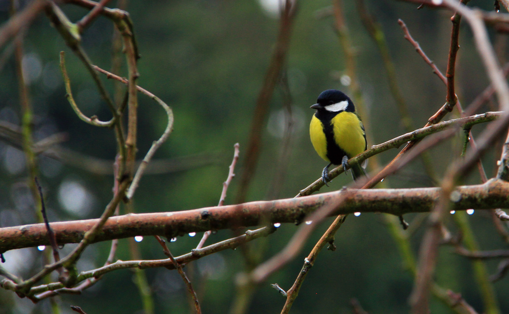 Great Tit by kph129
